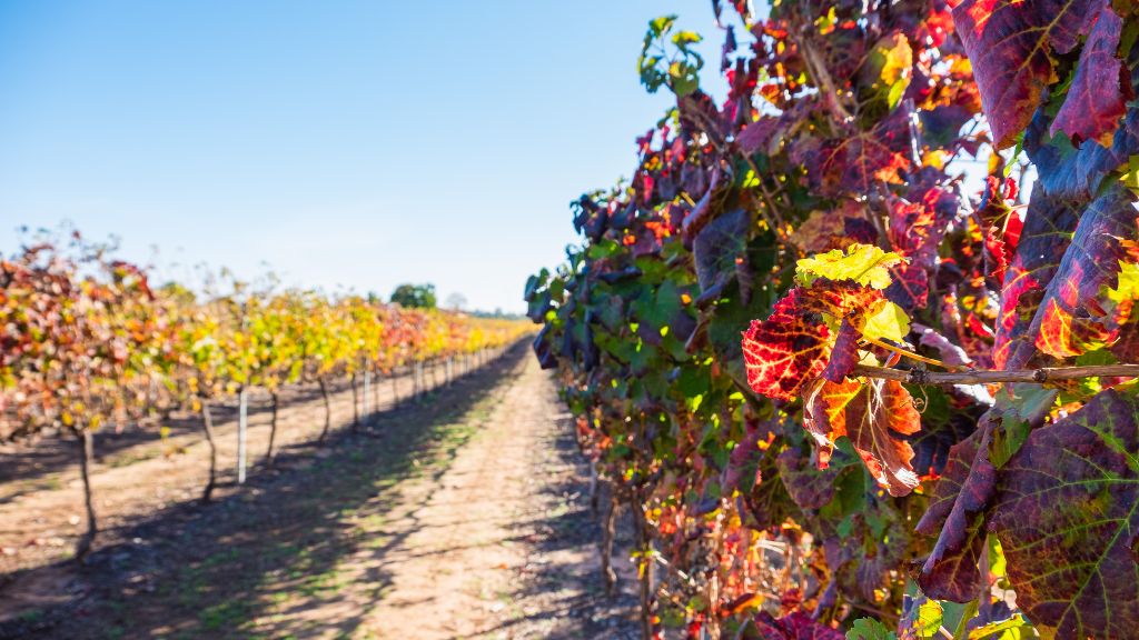 Autumn's harvest