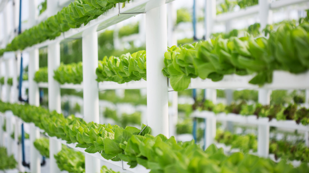 Hydroponic Food - article