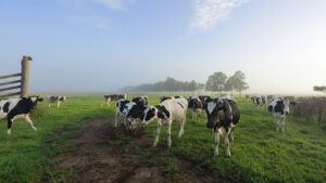 The cream rises - IIF article