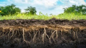 Australia’s cover crop reckoning